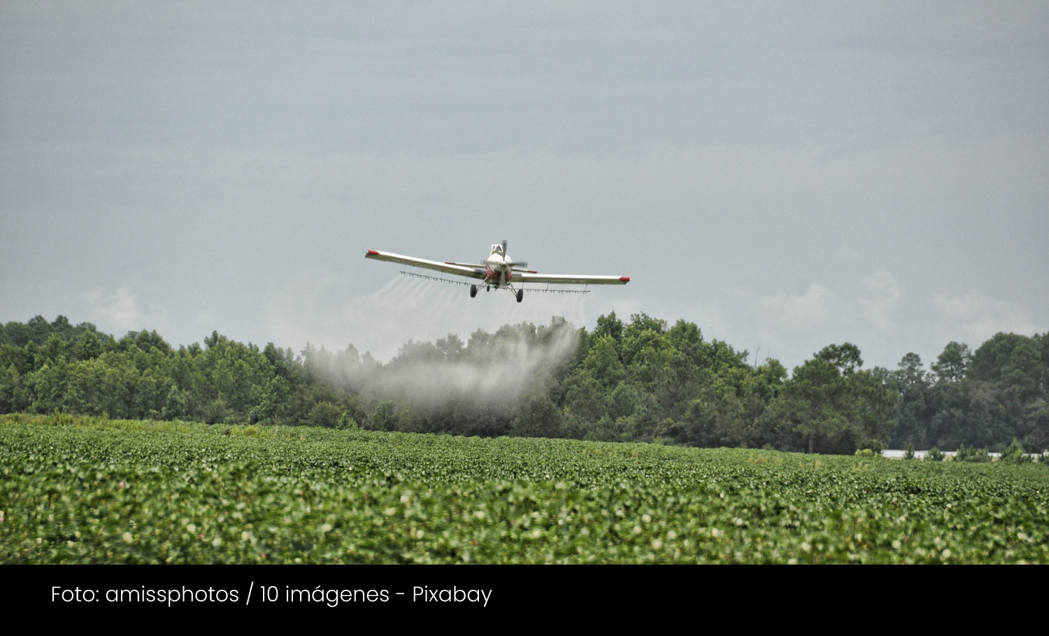 Aspersión con glifosato, regulación de pesticidas y salud pública - Cider | Uniandes