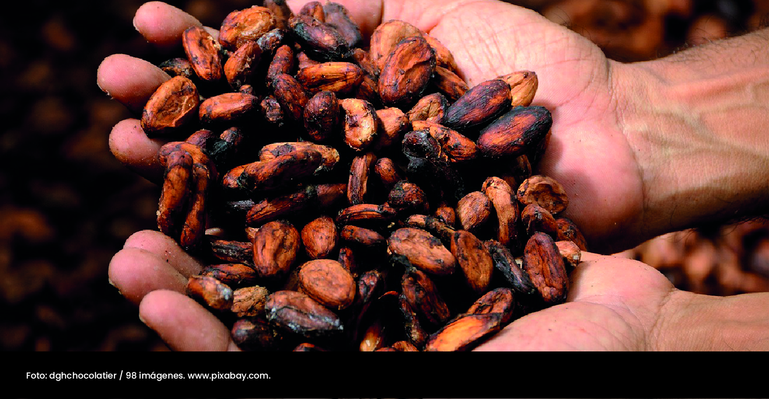 Foto semillas de cacao. Desarrollo económico local en Colombia. - Cider | Uniandes