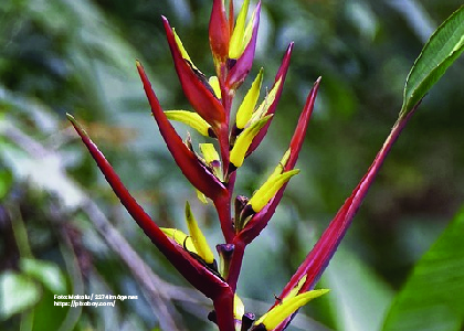 Foto planta del caribe. Uso alimenticio de plantas nativas adaptadas por comunidades afrodescendientes del caribe colombiano. - Cider | Uniandes