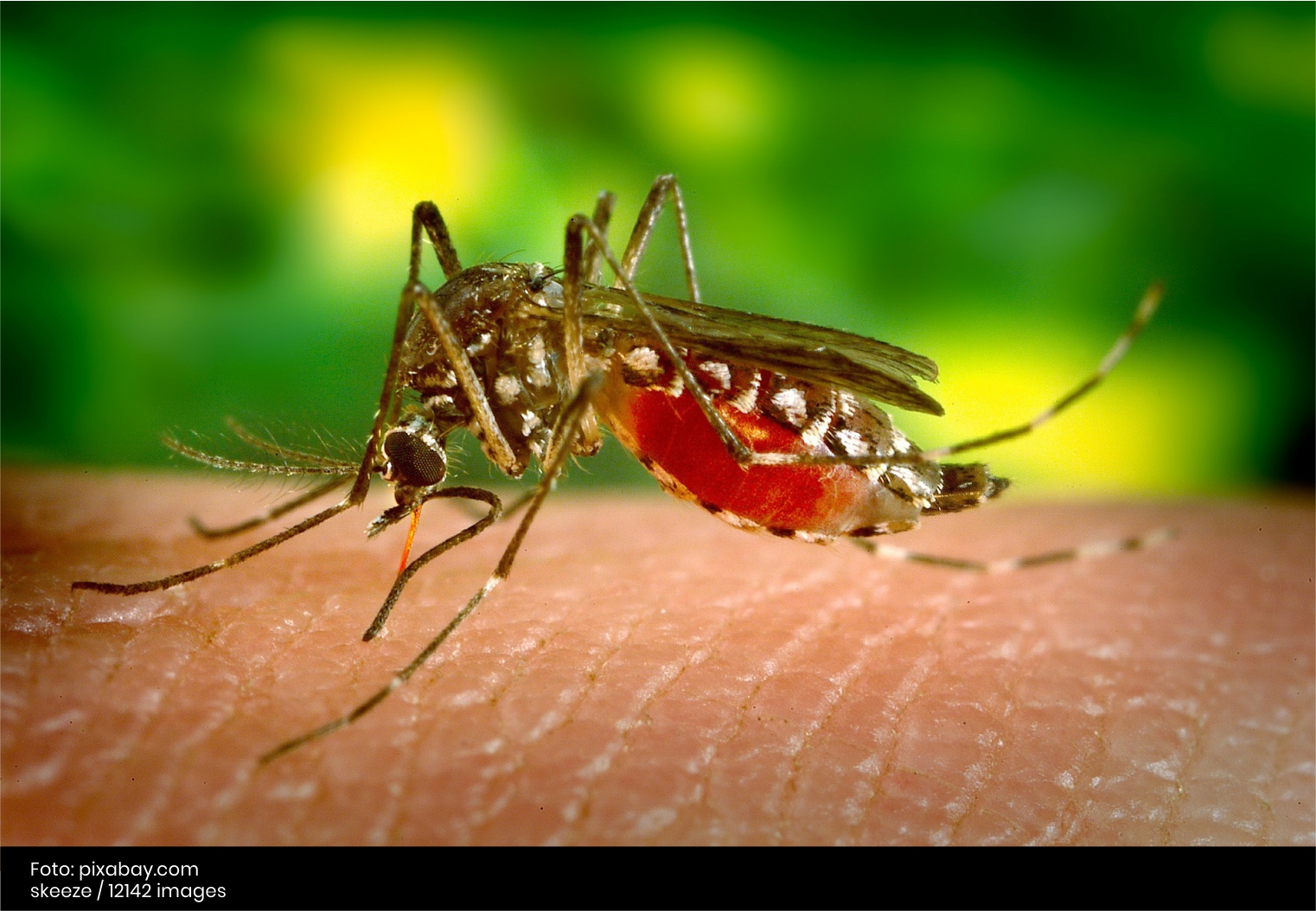 Mosquito y dengue en el día del agua - Cider | Uniandes