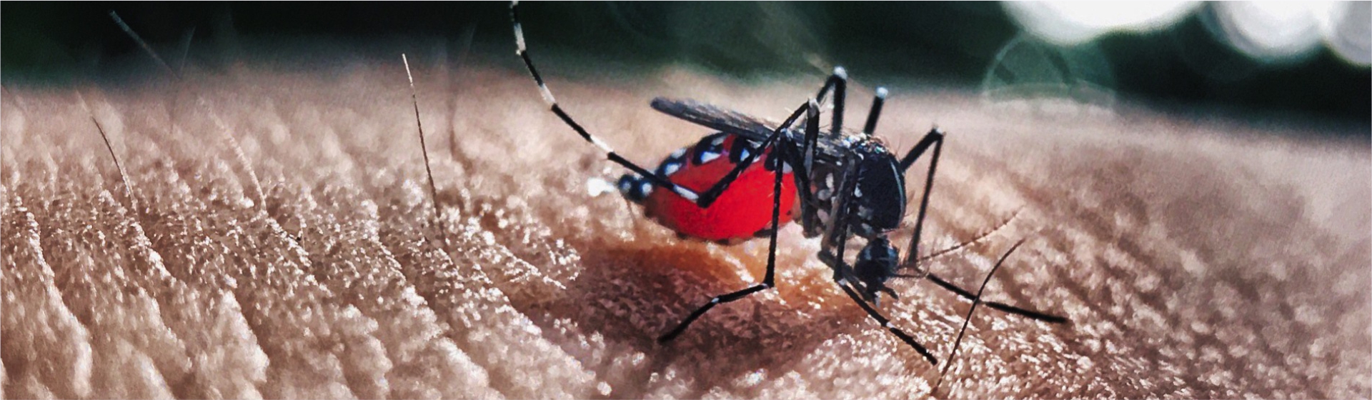 mosquito y dengue en el día del agua - Cider | Uniandes