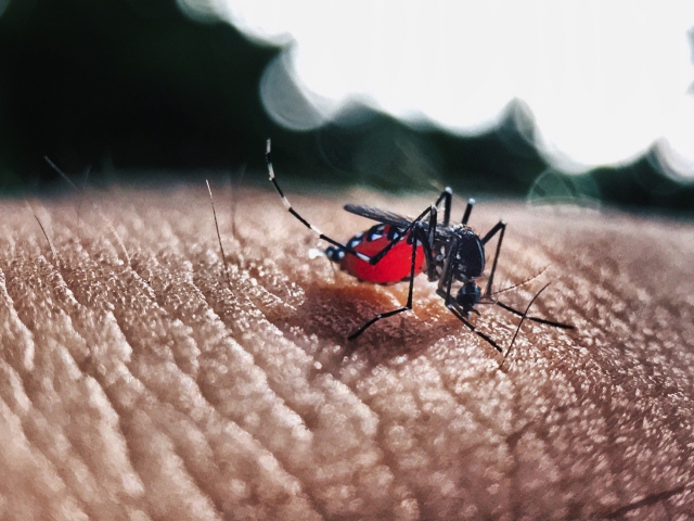 mosquito y dengue en el día del agua - Cider | Uniandes