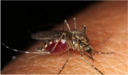 Epidemia de Zika vivida en Colombia. Día mundial del medio ambiente- Cider | Uniandes