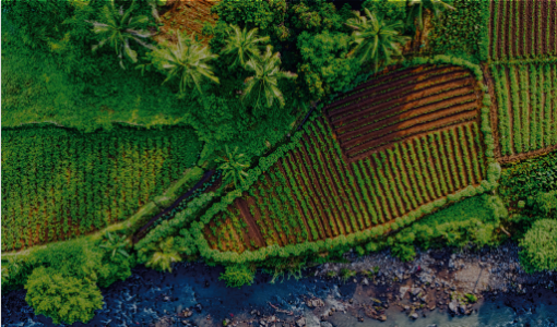 Soberanía alimentaria Cider | Uniandes 