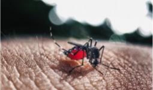 mosquito y dengue en el día del agua - Cider | Uniandes